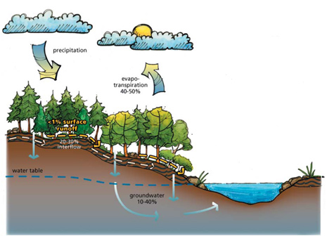 Typical water cycle in the PNW: some old assumptions included.